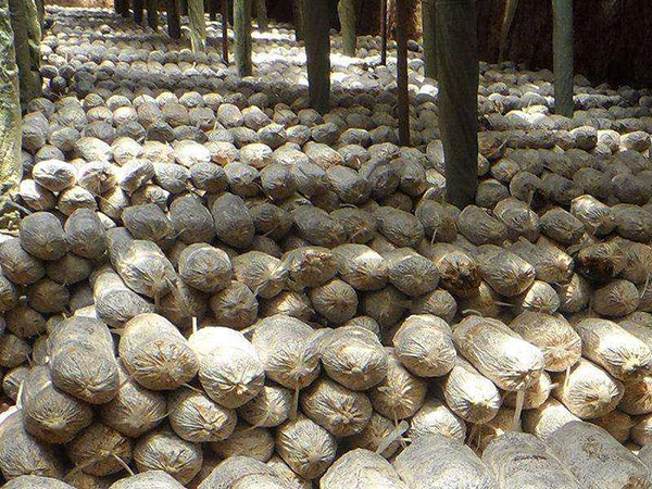 正確判斷菌種的優(yōu)劣必須做到“望、聞、問、切”